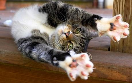 в умелых руках кошка тоже оружие в умелых руках кошка тоже оружие